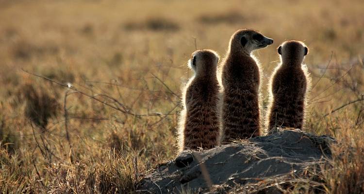 Safari en camping mobile au Botswana - Okavango, Moremi, Savuti, Nxai Pans - 10 jours - The Mzansi Experience 10