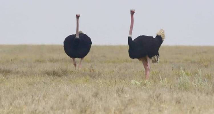 Two ostriches standing in an open grassland area.