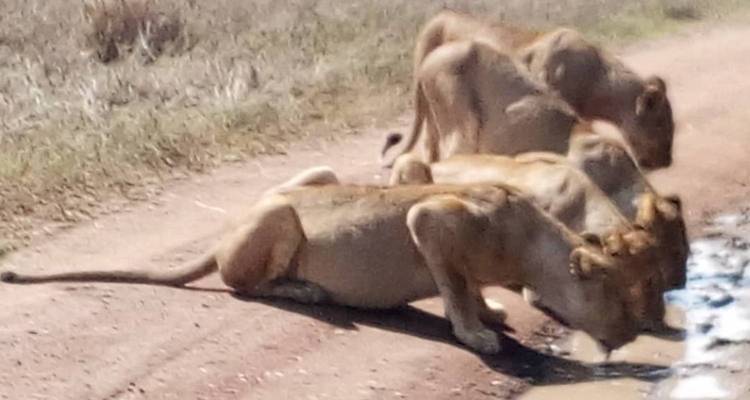 Three lions drinking from a water source on a dirt road.