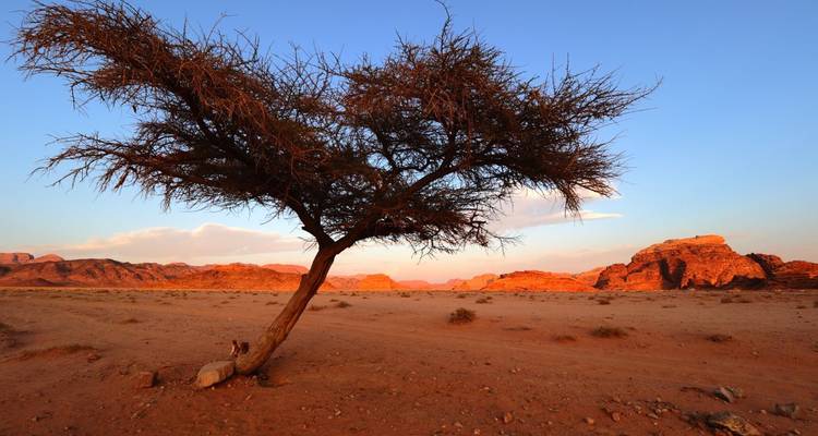 Concéntrate en lo más destacado de Jordania - DIAMIR Erlebnisreisen 8
