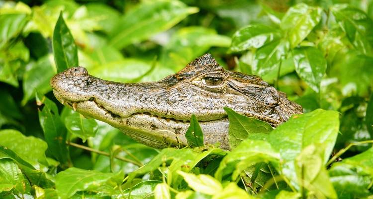 EXPLORE TORTUGUERO – 3 DAYS OF PURE TROPICAL MAGIC - Receptivo Aborigen Tours 6
