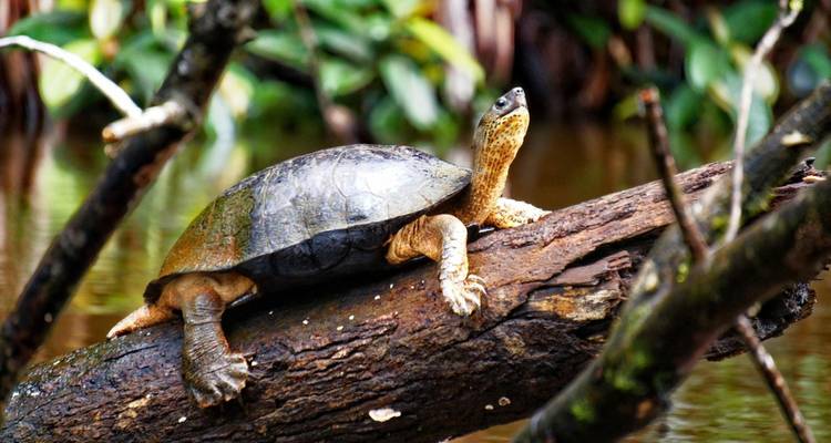 EXPLORE TORTUGUERO – 3 DAYS OF PURE TROPICAL MAGIC - Receptivo Aborigen Tours 8