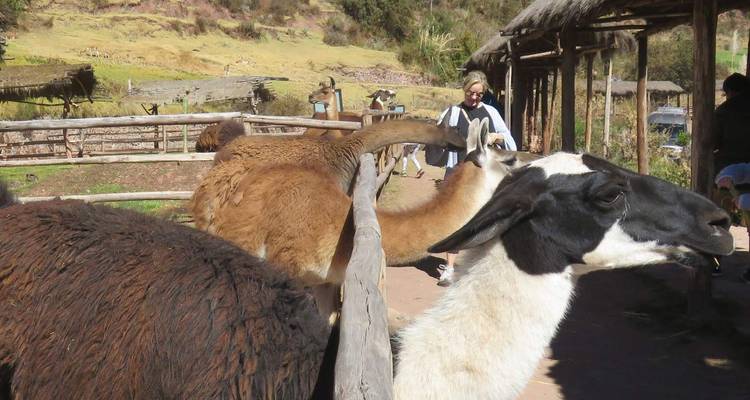 3 jours de Trek à dos de lama dans la Vallée sacrée de Machupicchu avec Glamping Sky Lodge Dome à Cusco - QUECHUAS EXPEDITIONS PERU 2