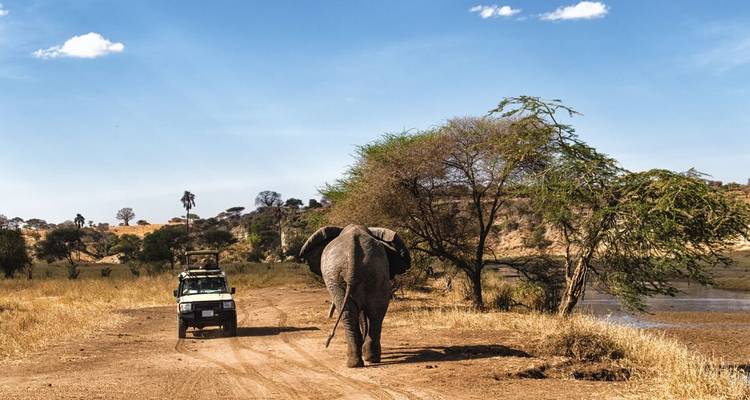Elephant walking on a dirt road beside a safari vehicle.