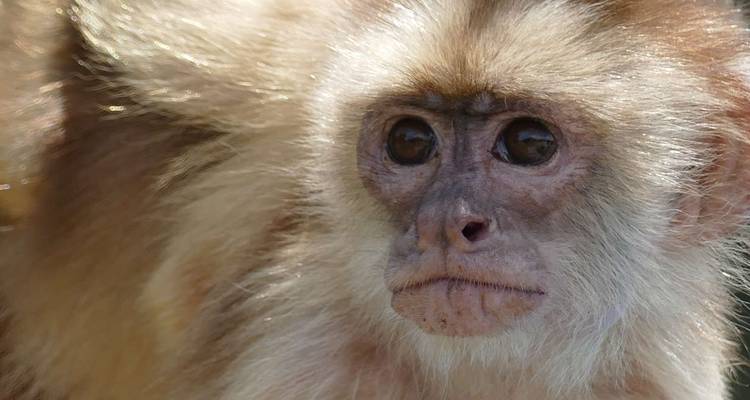 Close-up of a monkey with light brown fur.