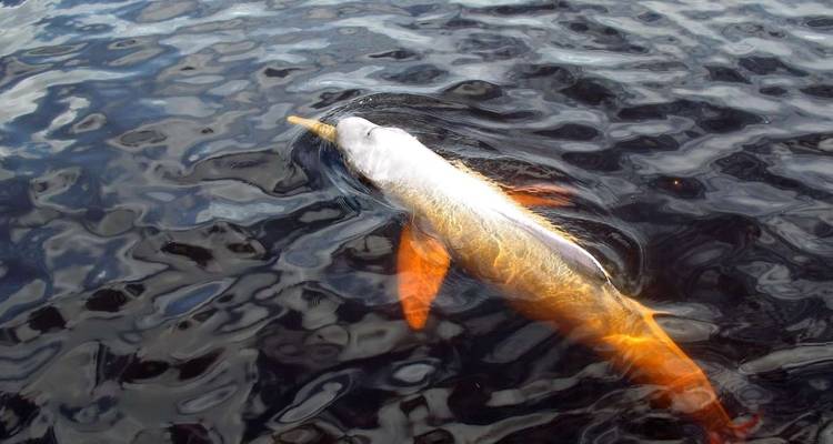 A pink river dolphin swimming just below the water surface.