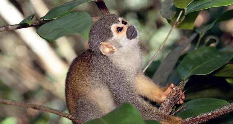 A squirrel monkey perched on a tree in a forest.