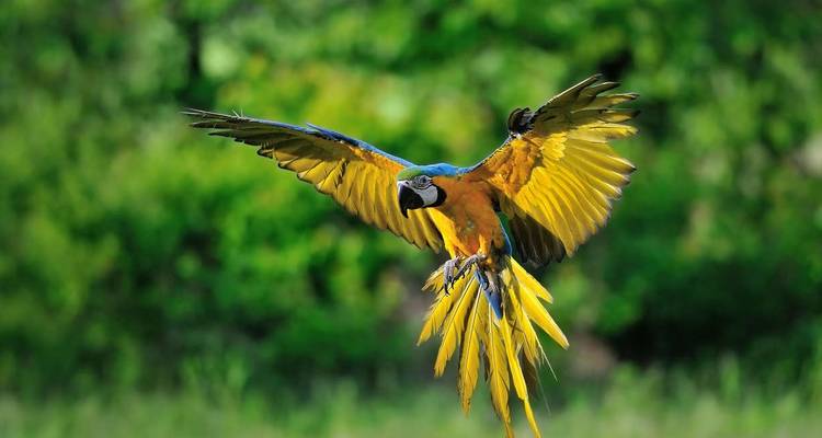 A vibrant macaw in mid-air with wings spread.