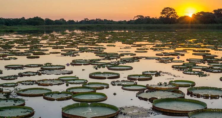 A waterbody with large floating lily pads at sunrise.