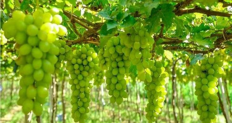 Au départ de Nha Trang : Découverte de Phan Rang et de la baie de Vinh Hy - Lavyla Tourist 4