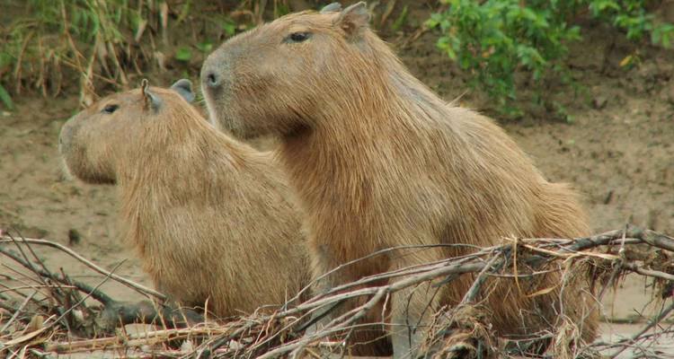 3 días reserva natural amazónica de la selva de Tambopata Puerto Maldonado - QUECHUAS EXPEDITIONS PERU 2
