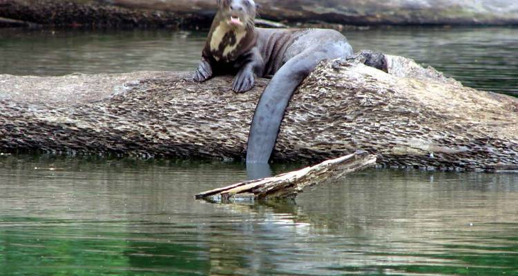 3 días reserva natural amazónica de la selva de Tambopata Puerto Maldonado - QUECHUAS EXPEDITIONS PERU 3