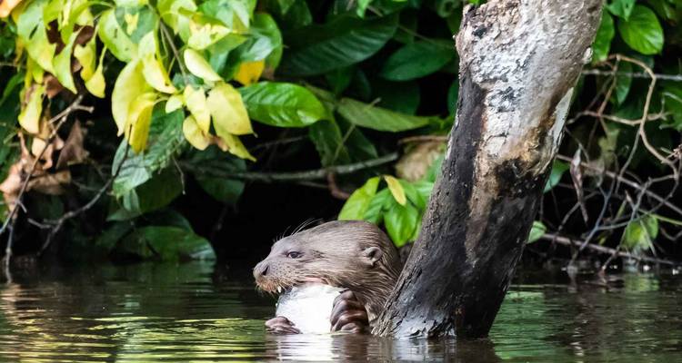 3 días reserva natural amazónica de la selva de Tambopata Puerto Maldonado - QUECHUAS EXPEDITIONS PERU 7