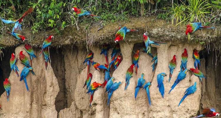 3 días reserva natural amazónica de la selva de Tambopata Puerto Maldonado - QUECHUAS EXPEDITIONS PERU 8