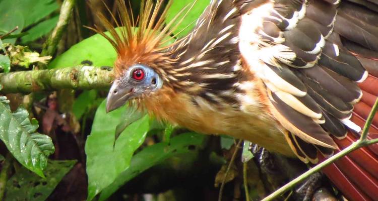 3 días reserva natural amazónica de la selva de Tambopata Puerto Maldonado - QUECHUAS EXPEDITIONS PERU 9