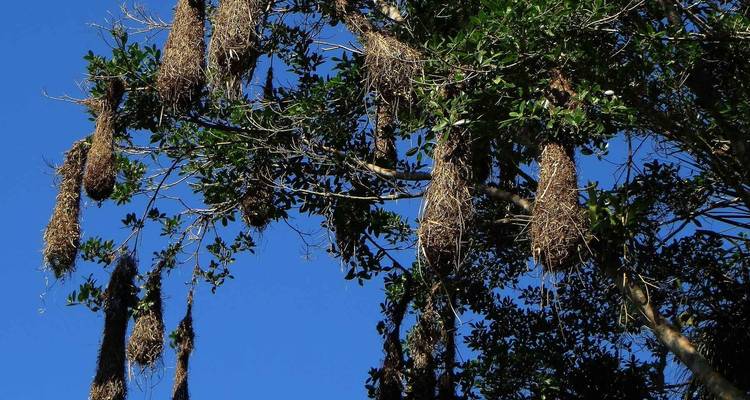 3 días reserva natural amazónica de la selva de Tambopata Puerto Maldonado - QUECHUAS EXPEDITIONS PERU 10