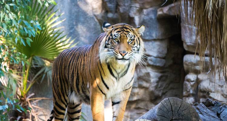 Golden Triangle with Ranthambore and Varanasi - Spirituality, Tigers, Ganges & Taj Sunrise/Sunset - 9 Days - Joyful Holidays 6