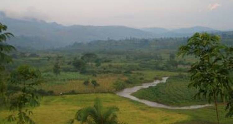 Circuito de 3 días a la selva de Bwindi, Uganda - Opción de vuelo - Perfect Wilderness Tours And Safaris 5