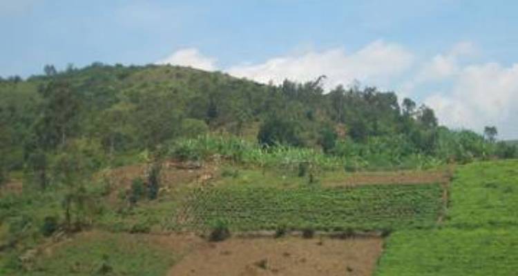 Circuito de 3 días a la selva de Bwindi, Uganda - Opción de vuelo - Perfect Wilderness Tours And Safaris 8