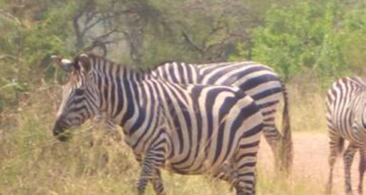 Circuito de 3 días a la selva de Bwindi, Uganda - Opción de vuelo - Perfect Wilderness Tours And Safaris 10