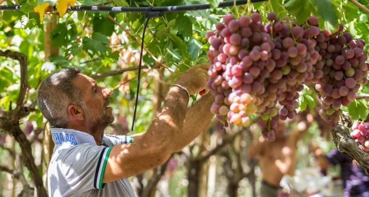 Ein Mann, der Trauben in einem Weinberg erntet.