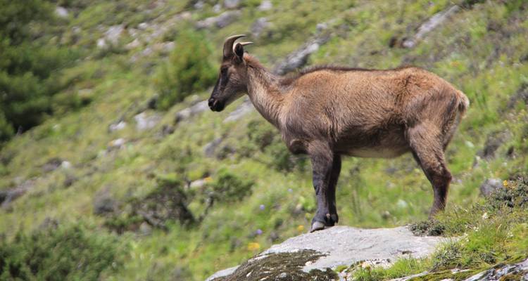 Everest Base Camp Budget Trek - Frolic Adventure Pvt. Ltd. 7