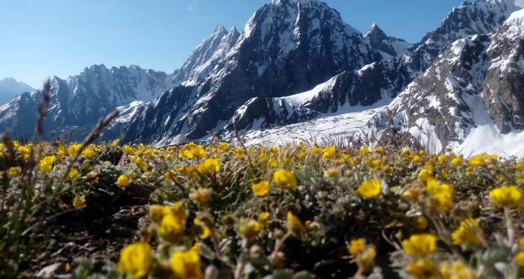 Close-up alpine meadow of yellow flowers with towering, snow-covered Karakoram peaks behind.