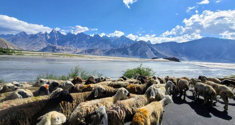 Large flock of sheep beside wide river with dramatic Pakistani peaks in distance.