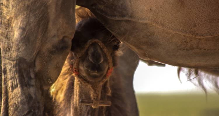 A camel calf nursing, viewed closely.