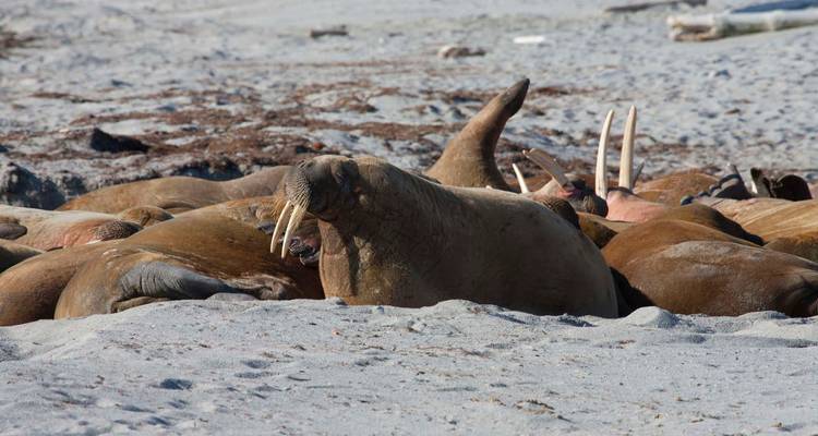 Svalbard In Depth - M/V Sylvia Earle - Explore! 4