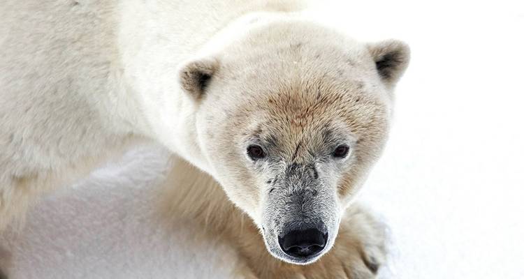 Tres islas árticas: Islandia, Groenlandia y Spitsbergen - Intrepid Travel 1