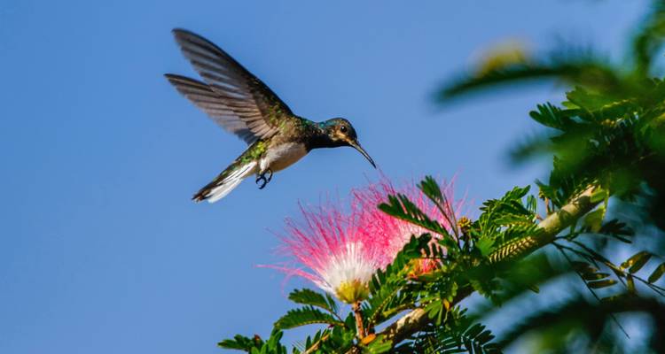 Discover Costa Rica - with Dominical (including San Jose) - Exodus Adventure Travels 8