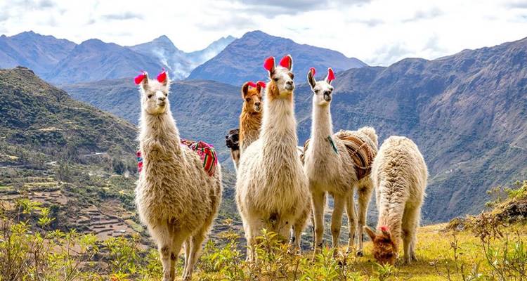 Voyage de 10 jours au Pérou et au Machu Picchu - Globe Drifters 8