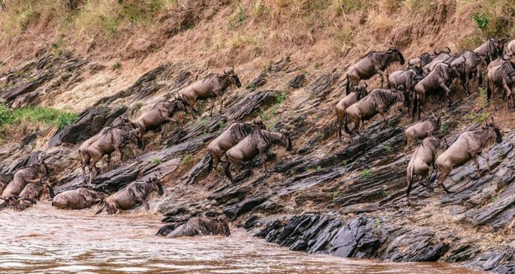 12 Days, 11 Nights Kenya, Tanzania Budget Camping Safari with Complementary First Night Accommodation at Best Western Plus Westaland - Perfect Wilderness Tours And Safaris 1