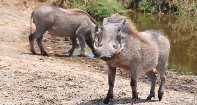 12 Days, 11 Nights Kenya, Tanzania Budget Camping Safari with Complementary First Night Accommodation at Best Western Plus Westaland - Perfect Wilderness Tours And Safaris 9