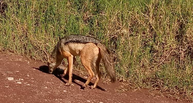 Safari de 3 días por el Serengeti - Almighty Kilimanjaro 3