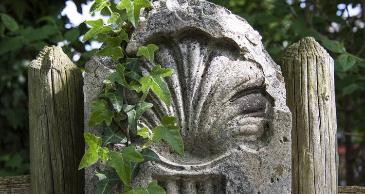 A carved stone marker with the Camino de Santiago shell symbol overgrown with vines.