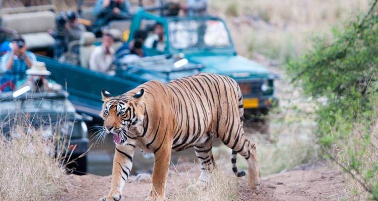 Circuito al triángulo de oro con tigres de Ranthambore y Taj Mahal amanecer/puesta de sol 7 días - Agra Taj Visit 7