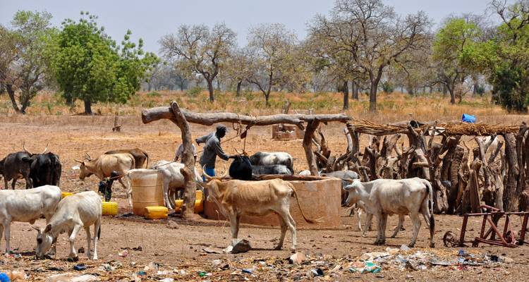 Senegal y Gambia: Una odisea cultural y faunística - Penguin Travel 1