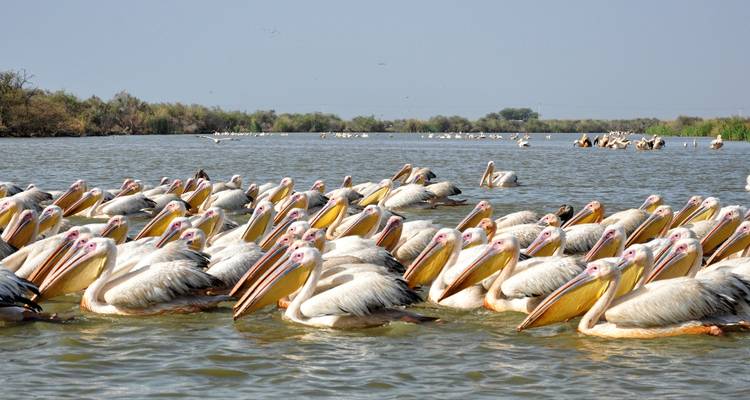 Senegal y Gambia: Una odisea cultural y faunística - Penguin Travel 2