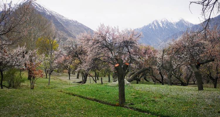 Circuito cultural y a pie de Hunza y Skardu - Beyond the Valley  8