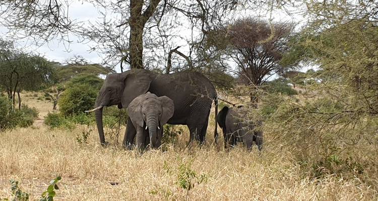 Circuito de 10 días - Ascensión al Kilimanjaro y Safari - Kilisa Tours & Safaris 5