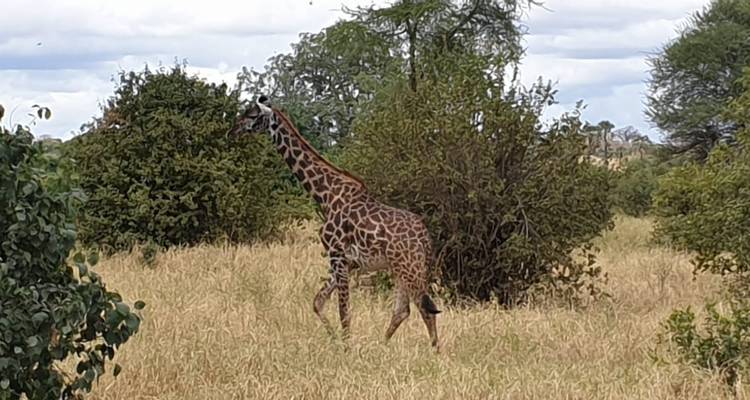 Circuit de 11 jours - 7 jours Lemosho + 4 jours Safari - Kilisa Tours & Safaris 3