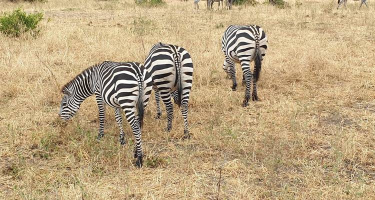 Circuit de 11 jours - 7 jours Lemosho + 4 jours Safari - Kilisa Tours & Safaris 4