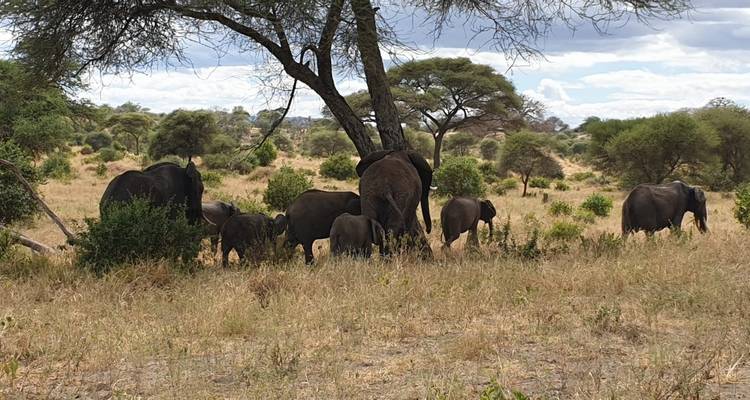 Circuit de 11 jours - 7 jours Lemosho + 4 jours Safari - Kilisa Tours & Safaris 6