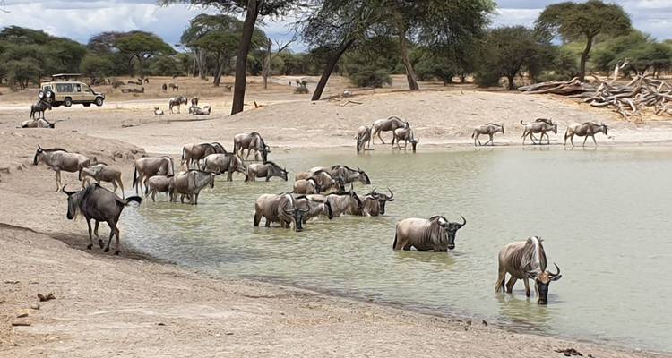 Circuit de 11 jours - 7 jours Lemosho + 4 jours Safari - Kilisa Tours & Safaris 7