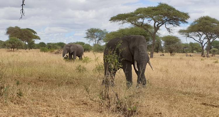 Circuito de 10 días - 7 días Lemosho + 3 días Serengeti y cráter del Ngorongoro - Kilisa Tours & Safaris 4