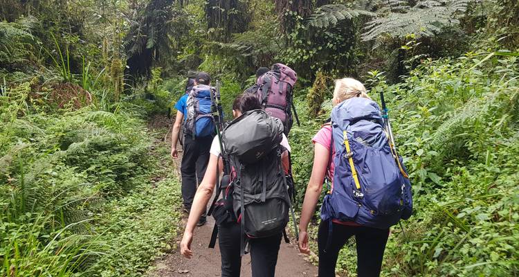 Hikers walking through a lush forest with large backpacks.