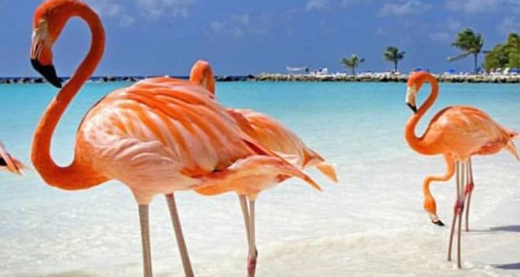 Crucero para solteros por el Caribe Sur - Best Single Travel 2