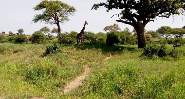 Tarangire National Park Day Trip Safari - Marangu Treks 2